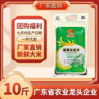新米番禺丝苗米 煲仔饭大米5KG 籼米10斤大米新鲜大米 细长香米图1