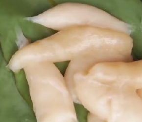一种长在树内的大米