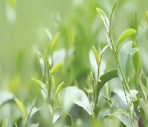 不同的茶类，主要喝的是什么？