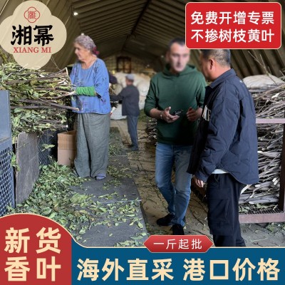 香叶批发全干叶片完整绿色新货香叶调味料卤肉增香香料批发代发图1