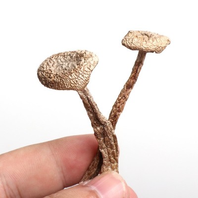 鹿茸菇鹿茸菌干货2024年新货无熏硫整件批发餐饮火锅煲汤新鲜脆菇图5