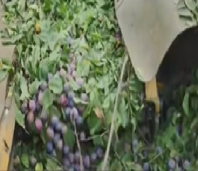 西梅是如何蜕变成西梅干的？