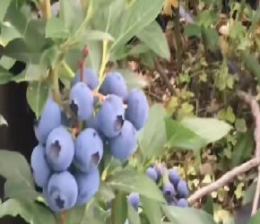 蓝莓取里面的籽种植，需要多久能吃到果？