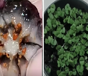 蓝莓苗还有花钱买？只用3年，就能自己从种子种到开花结果！