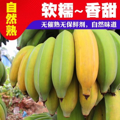 十斤包邮云南芭蕉西贡蕉小米蕉香蕉热带新鲜水果10斤批发图4