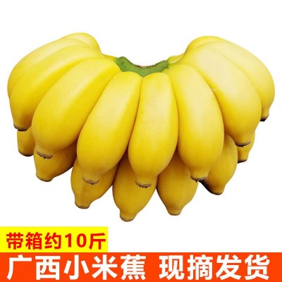 十斤包邮云南芭蕉西贡蕉小米蕉香蕉热带新鲜水果10斤批发图1