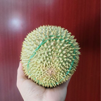 马来西亚进口D201江海D208D1榴莲整箱液氮冷冻带壳榴莲批发代发