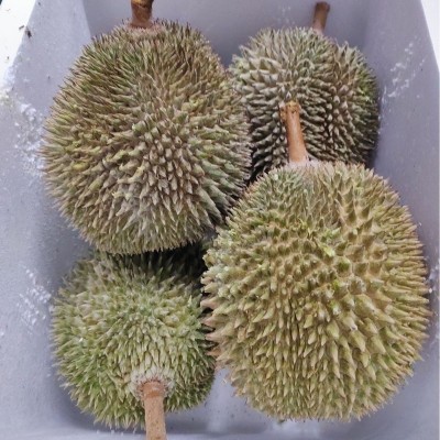 马来西亚D101红肉榴莲液氮冷冻整箱批发代发4头5头图3