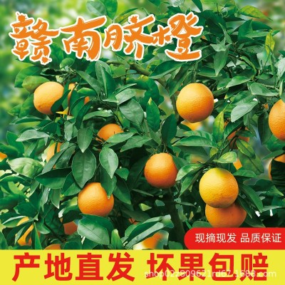 【果园直供】正宗赣南脐橙现摘现发新鲜水果皮薄香甜橙子一件代发图3