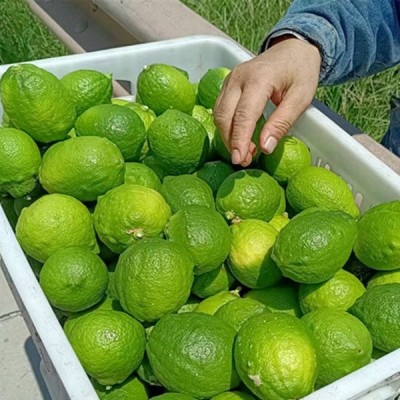 青柠檬奶茶店酒店专用清香皮薄多汁新鲜现摘小青非广东柠香水柠檬图2