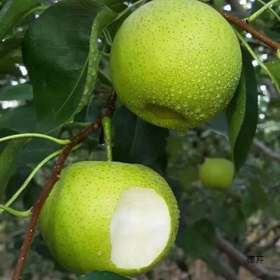 砀山酥梨皇冠梨青皮梨子安徽新鲜5斤当季梨鸭梨雪梨翠冠梨一件图2