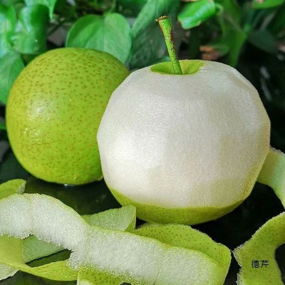 砀山酥梨皇冠梨青皮梨子安徽新鲜5斤当季梨鸭梨雪梨翠冠梨一件图3