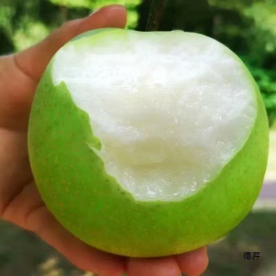 砀山酥梨皇冠梨青皮梨子安徽新鲜5斤当季梨鸭梨雪梨翠冠梨一件图4