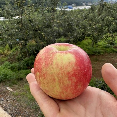 云南红露苹果夏露樱桃小苹果当季新鲜水果脆甜糖心丑苹果现摘整箱图3