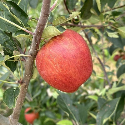 云南红露苹果夏露樱桃小苹果当季新鲜水果脆甜糖心丑苹果现摘整箱图2
