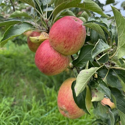 云南红露苹果夏露樱桃小苹果当季新鲜水果脆甜糖心丑苹果现摘整箱图4