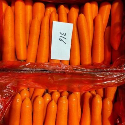 山东寿光蔬菜加工供应出口新鲜胡萝卜白萝卜大白菜甘蓝西芹图2