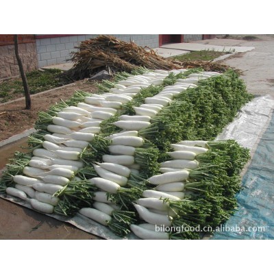 产地直供保鲜白萝卜全年供应山东河北内蒙厦门产区新鲜菜图3