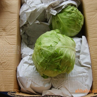 常年大量供应产地保鲜蔬菜各种包菜类圆包菜扁包菜紫甘蓝北京包等图2