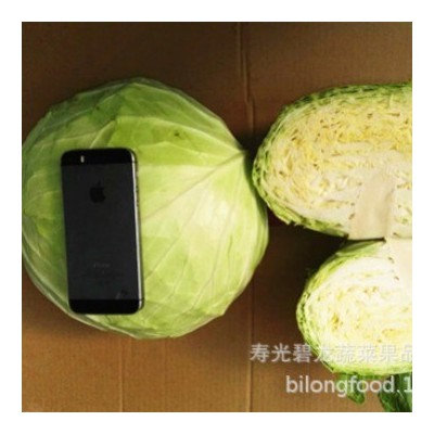 常年大量供应产地保鲜蔬菜各种包菜类圆包菜扁包菜紫甘蓝北京包等图4