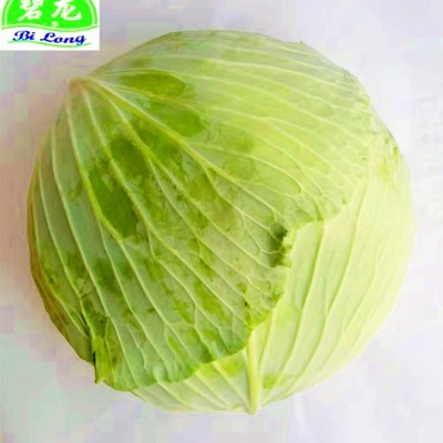 常年大量供应产地保鲜蔬菜各种包菜类圆包菜扁包菜紫甘蓝北京包等