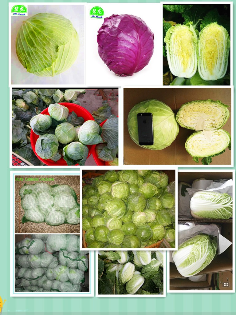 各类包菜