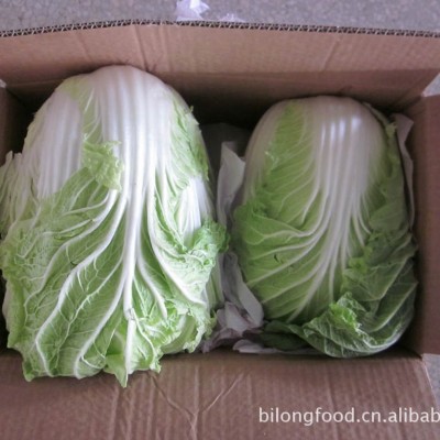 大量供应中国应季保鲜蔬菜大白菜包菜甘蓝高丽菜出口品质价格优惠图2