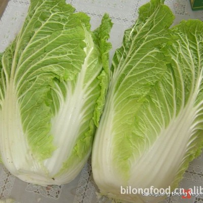 大量供应中国应季保鲜蔬菜大白菜包菜甘蓝高丽菜出口品质价格优惠图3