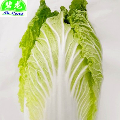 大量供应中国应季保鲜蔬菜大白菜包菜甘蓝高丽菜出口品质价格优惠图5