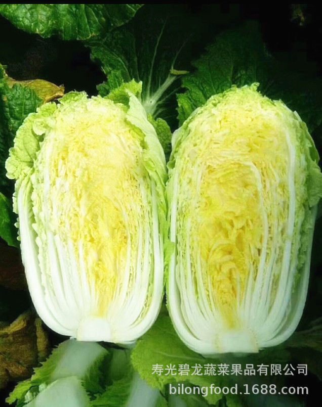 大白菜-2