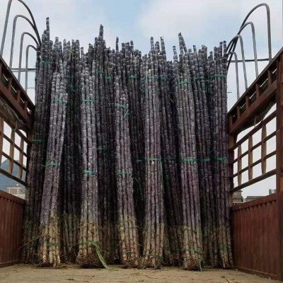 光信农业 优质水果甘蔗 黑皮甘蔗 欢迎咨询 全年大量供应厂家直销图4
