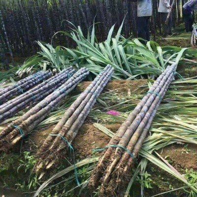 光信农业 优质水果甘蔗 黑皮甘蔗 欢迎咨询 全年大量供应厂家直销图3