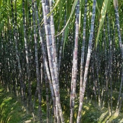 光信农业 优质水果甘蔗 黑皮甘蔗 欢迎咨询 全年大量供应厂家直销