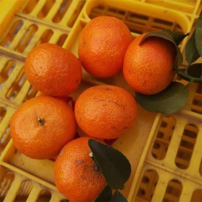 广西金秋砂糖桔产地直销批发 砂糖橘 光信农业图4