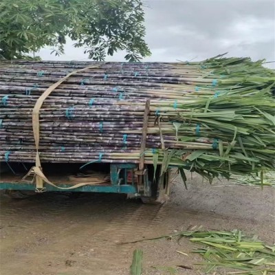 展宏 黑皮甘蔗大量供应 脆甜多汁当季水果 清甜果蔗现砍现发