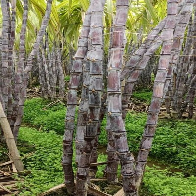 展宏 黑皮甘蔗大量供应 脆甜多汁当季水果 清甜果蔗现砍现发图5
