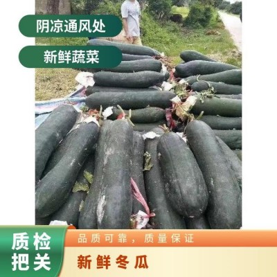 吨 一级 阴凉通风处 蔬菜运输筐 不合格率≤0.1% 新鲜冬瓜图3