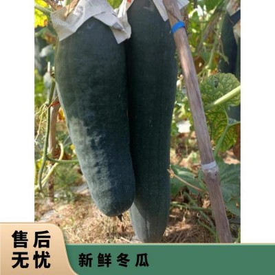 吨 一级 阴凉通风处 蔬菜运输筐 不合格率≤0.1% 新鲜冬瓜图5