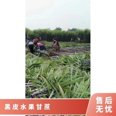 展宏农业黑皮水果甘蔗 六到八斤好货结巴好颜色漂亮图2