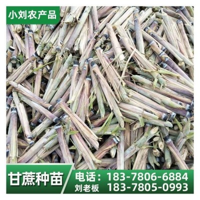 甘蔗苗种植基地 黑皮果蔗种 货源充足 小刘农产品图3