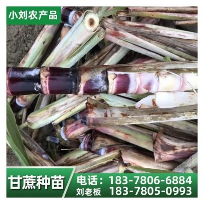 甘蔗苗种植基地 黑皮果蔗种 货源充足 小刘农产品图2