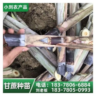 甘蔗苗种植基地 黑皮果蔗种 货源充足 小刘农产品