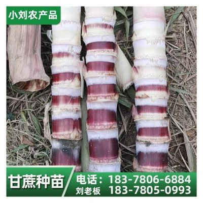 甘蔗苗种植基地 黑皮果蔗种 货源充足 小刘农产品图5