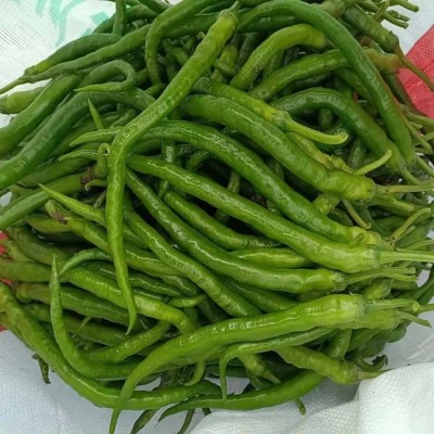 现摘新鲜青辣椒 蔬菜二荆条海椒 可做剁椒酱泡椒 现货出售