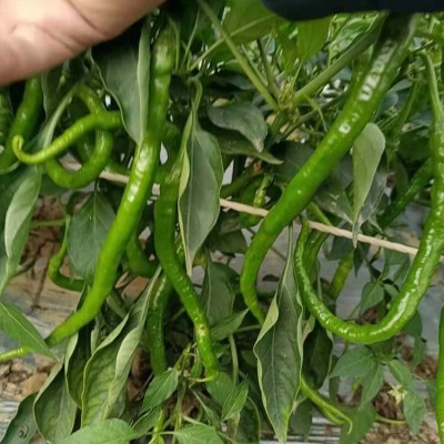 现摘新鲜青辣椒 蔬菜二荆条海椒 可做剁椒酱泡椒 现货出售图3