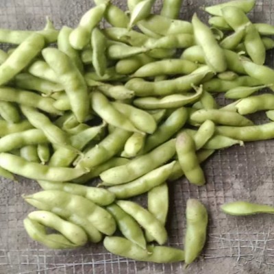 农家自种盐水毛豆 现摘青大豆当季蔬菜 小刘农产品现货