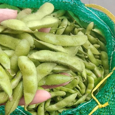 农家自种盐水毛豆 现摘青大豆当季蔬菜 小刘农产品现货图4