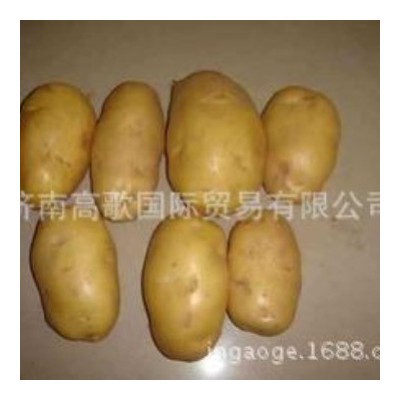 土豆 马铃薯 potato 厂家直销土豆 价格优惠
