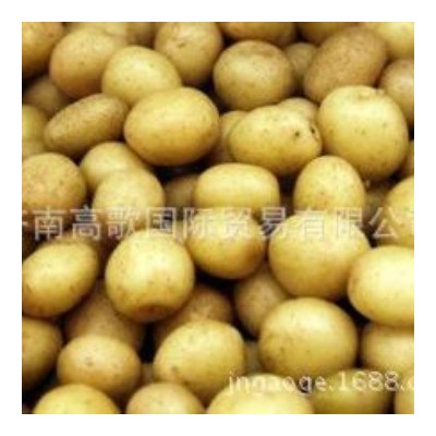 土豆 马铃薯 potato 厂家直销土豆 价格优惠图3