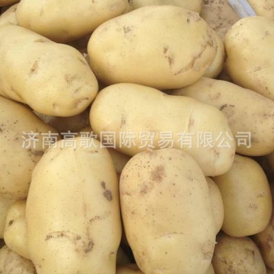 土豆 马铃薯 potato 厂家直销土豆 价格优惠图2